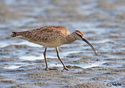 Numenius phaeopus